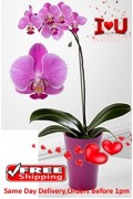 Orchids Plant