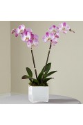 Orchids Plant