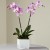 Orchid with 2 Stem +<span class=